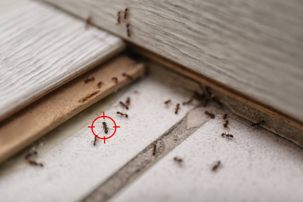 Flea Control Services in Coraopolis, PA