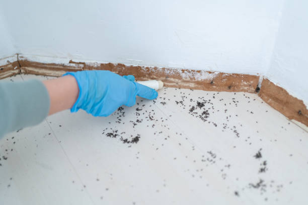 Best Termite Control Services  in Coraopolis, PA